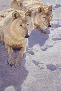 “Sister Arctic Wolves” by John Seerey-Lester